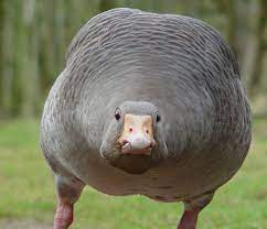 Pin On Geese