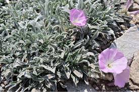 Image result for Convolvulus goyderi