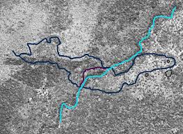 Image result for Cordia torrei