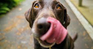 Should You Let Your Dog Lick Your Face