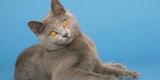 Image result for chartreux