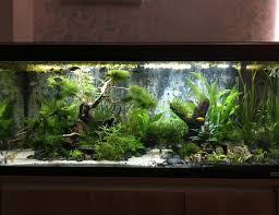 Fresh Water Fish Tank Panosundaki Pin