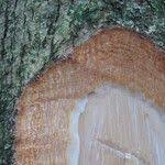 Image result for Pseudospondias microcarpa