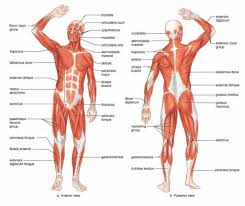 It's not essential to memorize their names, the point is. Muscles In The Body Front And Back Amazon Com 2 Poster Set Skeletal Muscles Front And Back View Poster Set 24x36inch For Physical Fitness Working Out Muscular System Anatomical Chart Industrial