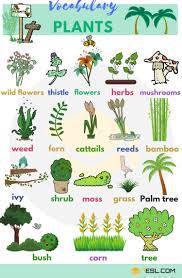 Plant Names List Of Common Types Of Plants And Trees 7esl English Vocabulary Plants Vocabulary Vocabulary