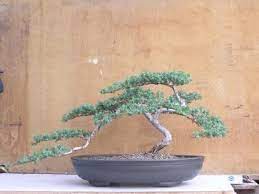 We did not find results for: Bonsai Sonare Jeniperus Procumbens Nana Cuidados Verde Jardin