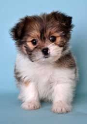 Shih Tzu Pomeranian Mix Black And Brown Shih Pom Shih Tzu Pomeranian Pomeranian Cute Baby Animals Shih Tzu Puppies