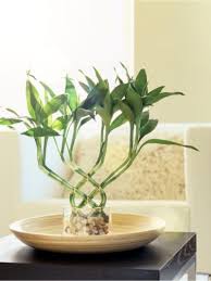 How to grow lucky bamboo. Lucky Bamboo Care Growing Lucky Bamboo Indoors