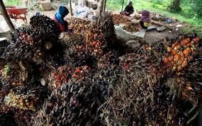 Buah kelapa sawit yang masuk ke pabrik kelapa sawit, kualitas & kematangannya harus diperiksa dengan baik. Rspo Pekerja Perempuan Di Perkebunan Sawit Perlu Payung Hukum