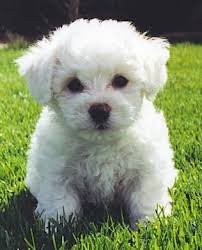 Black Bichon Frise Puppy Bichon Frise Puppy Bichon Frise Puppy Bichon Frise Dogs Bichon Frise
