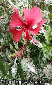 Image result for Hibiscus Red 2016 Vito