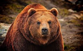 We have an extensive collection of amazing background images carefully chosen by our community. Grizzly Bear Wallpapers 4k Hd Grizzly Bear Backgrounds On Wallpaperbat