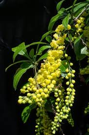 The Barberry Berberis Vulgaris In 2020 Pflanzen Botanischer Garten Bluhende Pflanzen