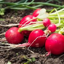 Image result for Raphanus sativus