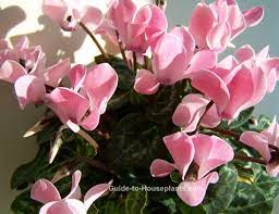 This perennial cyclamen is very hardy so it's perfect for landscapes in the colder regions of the country. Growing Cyclamen Plant Indoors Pictures And Care Tips