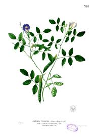 Image result for Clitoria