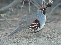 Image result for quail