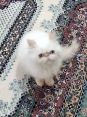 Ucretsiz Cins Kedi Ilanlari Ikinci El Alisveris 2 El Seri Ilan