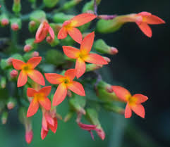 Image result for Kalanchoe rotundifolia