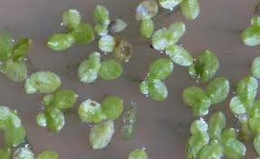 Image result for Lemna