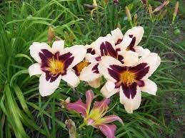 See the best & latest wild mustang freeze brand codes on iscoupon.com. Daylily Wild Horses Day Lilies Wild Horses Plants