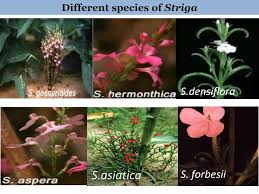 Image result for Striga aspera