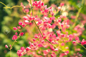 Pink Flower Blooming Spring Nature Wallpaper Background Stock Photo Picture And Royalty Free Image Image 124728697 Find pictures of flowers, landscapes, animals, and more.