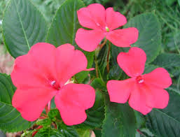 Image result for Impatiens zombensis