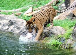 Harga tiket masuk saat ini berkisar rm44 (sekitar rp158 ribu) untuk wisatawan lokal dewasa, dan rm65 (rp230 ribuan) untuk wisatawan asing kawasan asean, sementara wisatawan yang berada di luar asean sebesar rm85 (setara rp305 ribuan). Zoo Melaka Tawar Promosi Harga Tiket Serendah Rm5 Ada Night Safari Bagi Haiwan Makan