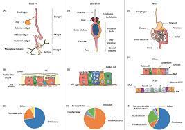 It's ok to contact this poster with services or other commercial interests. Cells Free Full Text The Microbiota And Gut Related Disorders Insights From Animal Models Html