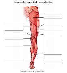 The gastrocnemius muscle has two large bellies, called the medial head and the lateral. Posterior Leg Muscles Diagram Quizlet