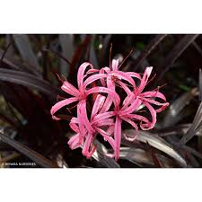 Image result for Crinum jasonii