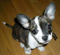 Looking for pitbull chihuahua mix? French Bullhuahua Dog Breed Information And Pictures