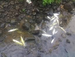Memancing ikan mas di sungai umpan yang digunakan adalah umpan alami yang hampir sama dengan makanan asli di habitatnya. Ratusan Ikan Mati Diduga Akibat Sungai Elo Di Temanggung Tercemar Limbah Kumparan Com