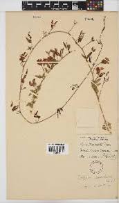 Image result for Otoptera