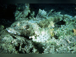 Teppich krokodilfisch im entlegenen riff von pasoso vor sulawesi 1:09 minuten. Cociella Crocodilus Teppich Krokodilfisch