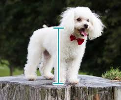 Find miniature poodle dogs and puppies from minnesota breeders. Your Poodle Size Guide Toy Mini Standard Houndgames