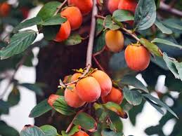 Image result for Diospyros mespiliformis