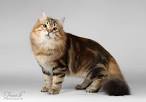 Siberian Cat and Kitten Colours