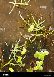 Image result for Wolffiella