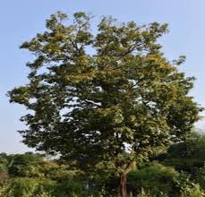 Image result for Pterocarpus