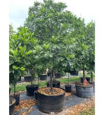 Image result for Filicium decipiens