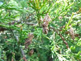 The psychidae (bagworm moths, also simply bagworms or bagmoths) are a family of the lepidoptera (butterflies and moths). Protection And Prevention From Bagworms Turfgator
