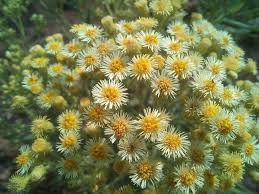 Image result for Microglossa