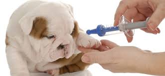 Feb 01, 2021 · rabies vaccine is an active immunizing agent used to prevent infection caused by the rabies virus. Does My Pet Need A Rabies Vaccination Petspyjamas