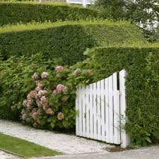 Maybe you would like to learn more about one of these? Privet Hedge A Quick Guide To Planting And Pruning This Old House
