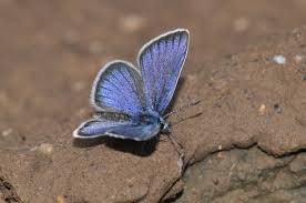 Image result for Micractis bojeri