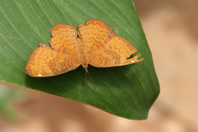 Mga resulta ng larawan para sa Ariadne merione butterfly or common castor butterfly"