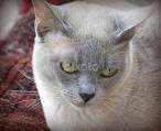 Burmese cat - Wikipedia
