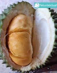 Kebun durian duri hitam atau durian oche/ochi. Durian Duri Hitam Kebun Bibit Buah